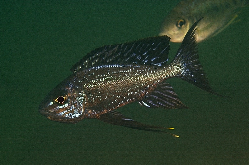 Cyathopharynx sp. 'neon streak' Kambwimba